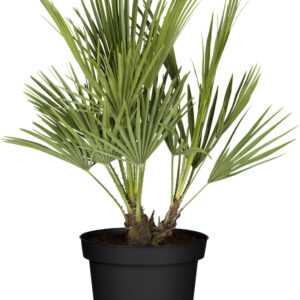 Zwergpalme Chamaerops Humilis H ca 80 cm 21 cm Topf