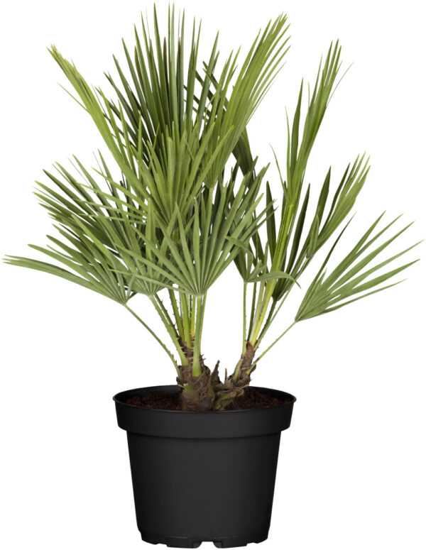 Zwergpalme Chamaerops Humilis H ca 80 cm 21 cm Topf