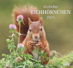 Geliebte Eichhörnchen 2025 - DUMONT Wandkalender - mit den wichtigsten Feiertagen - Format 38