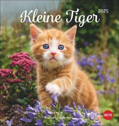 Katzen Postkartenkalender Kleine Tiger 2025