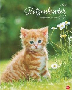 Katzenkinder Posterkalender 2025