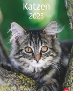 Katzen Kalender 2025