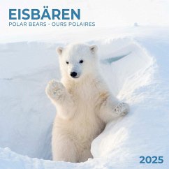 Polar Bears/Eisbärchen 2025