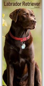 Chocolate Labrador Retriever - Schokoladenfarbener Labrador Retriever 2025