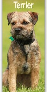 Border Terrier 2025